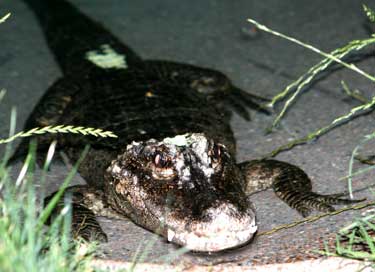 CROCODILE